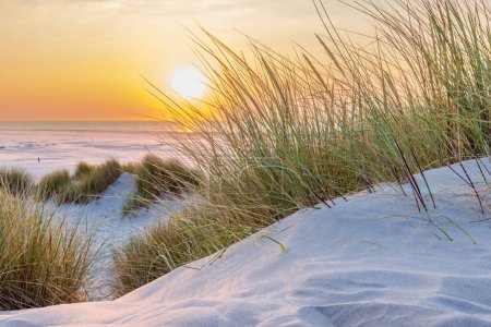 Krajobraz wydm podczas zachodu słońca na plaży na wyspie Wadden Terschelling Prowincja Friesland w Holandii
