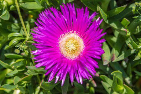 Foto de Primer plano de una flor de Carpobrotus acinaciformis en Tesalónica Grecia - Imagen libre de derechos