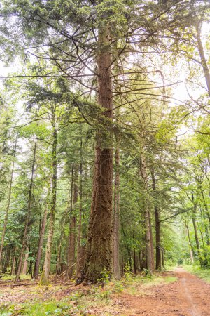 Téléchargez les photos : Impressionnant grand pin dans la forêt près d'Odoorn dans la province de Drenthe aux Pays-Bas - en image libre de droit