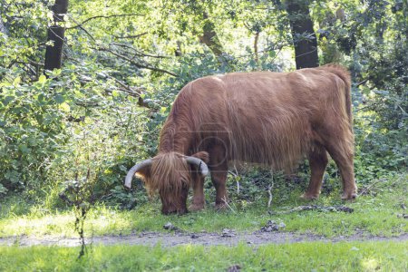 Photo for Little nature park in Siddeburen Scottish Highlander cows in in municipallity Midden-Groningen in Groningen province in the Netherlands - Royalty Free Image