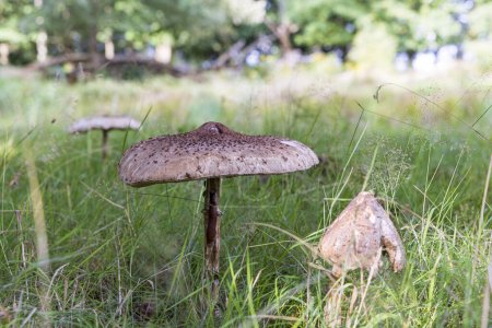 Photo for Large Parasol fungus in nature park in Siddeburen in municipallity Midden-Groningen in Groningen province in the Netherlands - Royalty Free Image