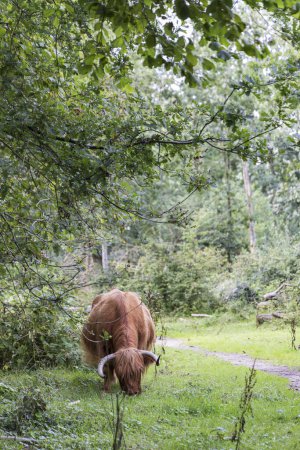Photo for Little nature park in Siddeburen Scottish Highlander cows in in municipallity Midden-Groningen in Groningen province in the Netherlands - Royalty Free Image