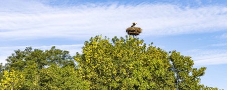 Téléchargez les photos : Nid de cigogne dans la zone naturelle Binnenveld entre Wageningen et Bennekom Province de Gueldre aux Pays-Bas - en image libre de droit