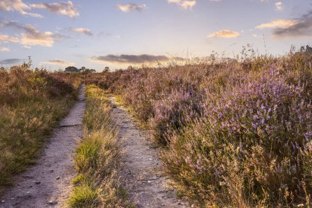Téléchargez les photos : Paysage ensoleillé coloré au coucher du soleil avec bruyère en fleurs à la réserve naturelle de Ginkel Heath à Veluwe en Gueldre Pays-Bas - en image libre de droit