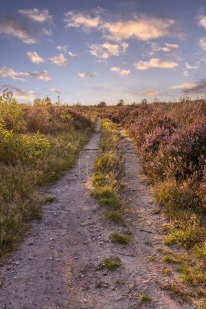Photo for Colorful sunny landscape during sunset with blooming heather at Ginkel heath nature reserve at Veluwe in Gelderland The Netherlands - Royalty Free Image