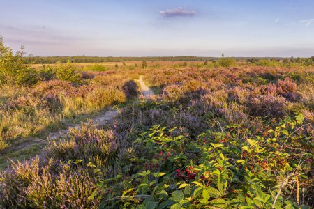 Téléchargez les photos : Paysage ensoleillé coloré au coucher du soleil avec bruyère en fleurs à la réserve naturelle de Ginkel Heath à Veluwe en Gueldre Pays-Bas - en image libre de droit