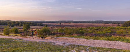 Téléchargez les photos : Couple randonnée à travers un paysage ensoleillé au coucher du soleil avec bruyère en fleurs à la réserve naturelle de Ginkel Heath à Veluwe en Gueldre Pays-Bas - en image libre de droit