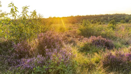 Photo for Colorful sunny landscape during sunset with blooming heather at Ginkel heath nature reserve at Veluwe in Gelderland The Netherlands - Royalty Free Image