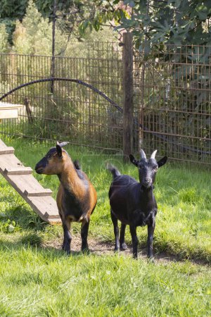 Téléchargez les photos : Deux petites chèvres dehors au soleil - en image libre de droit