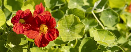 Téléchargez les photos : Gros plan de fleurs rouges fraîches de Nasturtium Tropaeolum fleurissant entre les feuilles dans le potager - en image libre de droit