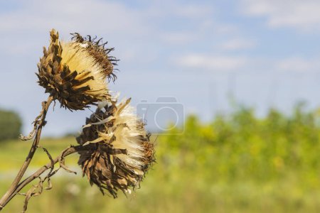 Téléchargez les photos : Chardon fleuri sec fleur avec ciel et jardin en arrière-plan - en image libre de droit