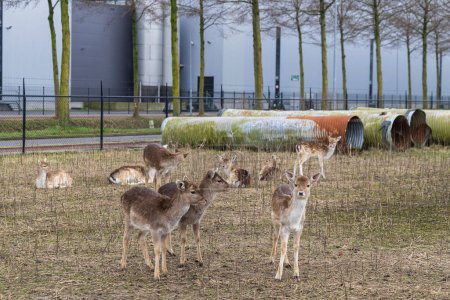 Téléchargez les photos : Zone industrielle respectueuse de la nature dans la ville d'Ede aux Pays-Bas - en image libre de droit