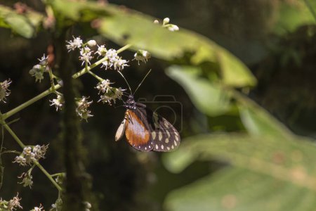 Tigerflügelschmetterling Heliconius ismenius hängt an einer Blume in der Sonne im Nebelwaldreservat von Monteverde, Costa Rica