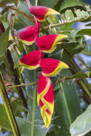 Hanging lobster claw or Heliconia rostrata flowers in Monteverde cloud forest reserve in Monteverde, Costa Rica