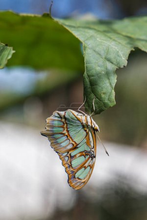 Hermosa mariposa Metamorpha stelenes en hábitat natural en bosque tropicasl de Costa Rica en América Central.