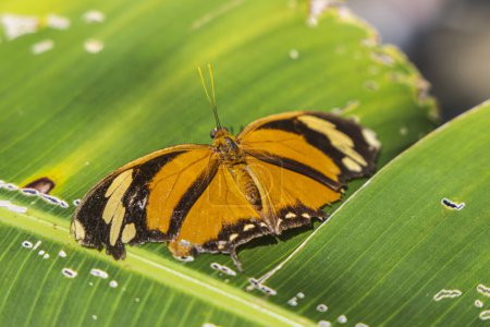 Consul fabius, l'aile de tigre, papillon orange noir dans la forêt tropicale du Costa Rica Amérique centrale