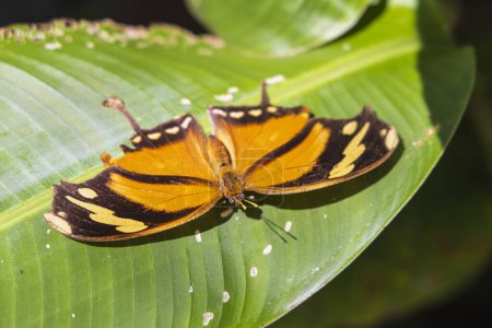Consul fabius, the tiger leafwing, orange black butterfly in the rainforest of Costa Rica central America