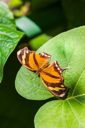 Consul fabius, the tiger leafwing, orange black butterfly in the rainforest of Costa Rica central America