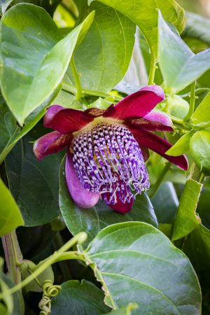 Lila Blume Passiflora Quadrangularis, die in Costa Rica Passionsfrüchte in Jumbo-Größe produziert, die als Gartenpflanze bekannt sind