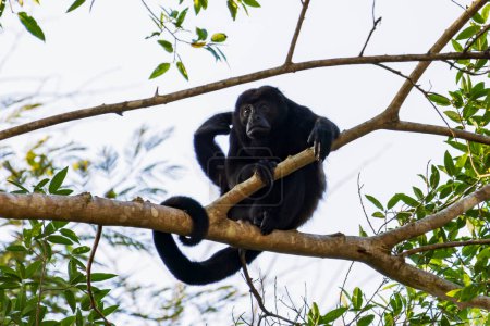 Mantled howler monkey on branch in tree in Cano Negro Wildlife Refuge in Costa Rica central America