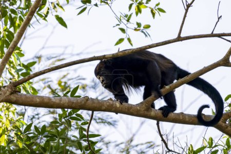 Mantled howler monkey on branch in tree in Cano Negro Wildlife Refuge in Costa Rica central America