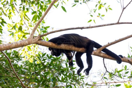 Mantelbrüllaffe auf Ast in Baum im Cano Negro Wildlife Refugium in Costa Rica Mittelamerika
