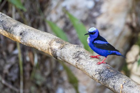 Blauer Rotbeiner Cyanerpes cyaneus im Cano Negro Wildlife Refugium in Costa Rica Mittelamerika