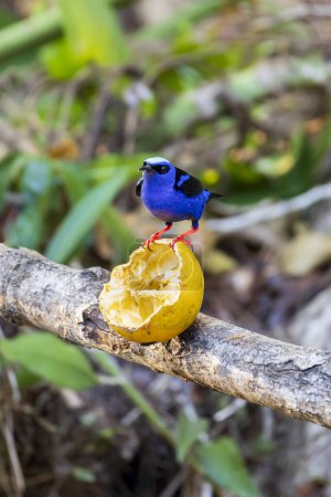 Blue male Red-legged honeycreeper Cyanerpes cyaneus in Cano Negro Wildlife Refuge in Costa Rica central America