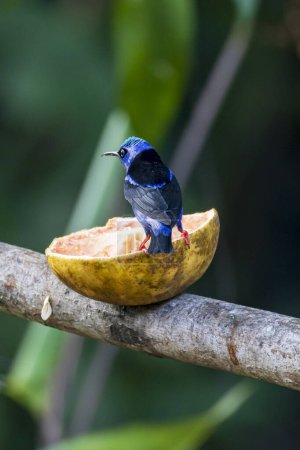 Blue male Red-legged honeycreeper Cyanerpes cyaneus in Cano Negro Wildlife Refuge in Costa Rica central America