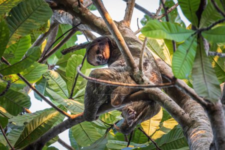 Thee toed Sloth sleeping in a tree in in Cano Negro Wildlife Refuge in Costa Rica central America