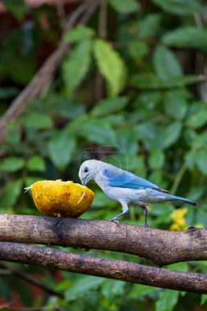 Blue-grey Tanager Thraupis episcopus in Cano Negro Wildlife Refuge in Costa Rica central America