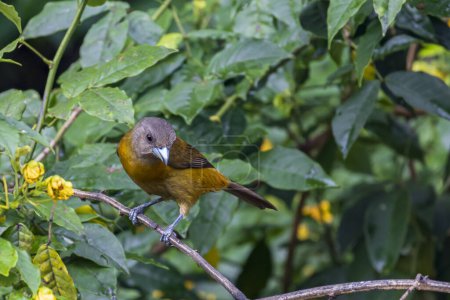 Tanager Ramphocelus passerinii en Cano Negro Refugio de Vida Silvestre en Costa Rica Centroamérica