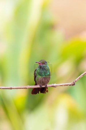 Rufous-tailed Hummingbird Amazilia tzacatl in Cano Negro Wildlife Refuge in Costa Rica central America