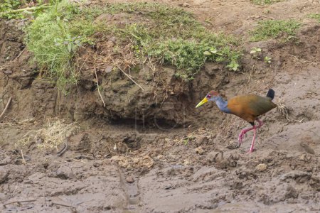 The Grey-necked Wood Rail Aramides cajaneus walking along the river in Cano Negro Wildlife Refuge in Costa Rica central America