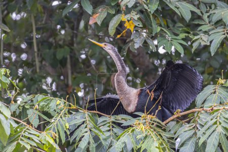 Anhinga Anhinga anhinga aussi appelé serpent-oiseau ou dard dans Cano Negro Wildlife Refuge au Costa Rica Amérique centrale