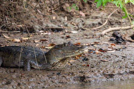 Spectacled caiman Caiman crocodilus or Common Caiman in Cano Negro Wildlife Refuge in Costa Rica central America