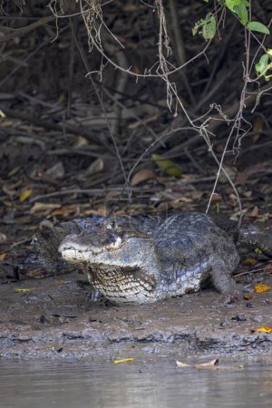 Spectacled caiman Caiman crocodilus or Common Caiman in Cano Negro Wildlife Refuge in Costa Rica central America