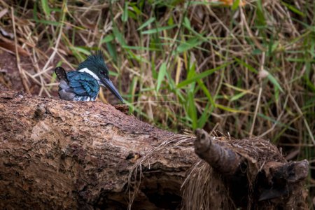 Belted Kingfisher Megaceryle alcyon in Cano Negro Wildlife Refuge in Costa Rica central America