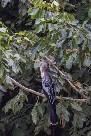 Anhinga Anhinga anhinga también llamada serpiente o darter en Cano Negro Refugio de Vida Silvestre en Costa Rica América Central