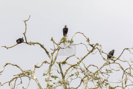 Grupo de Buitres Negros Coragyps atratus en copas de árboles en Cano Negro Refugio de Vida Silvestre en Costa Rica Centroamérica