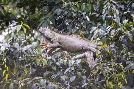 Green iguana Iguana iguana in Cano Negro Wildlife Refuge in Costa Rica central America