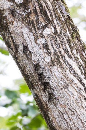 Proboscis bats Rhynchonycteris naso roosting on tree trunk in Cano Negro Wildlife Refuge, Costa Rica