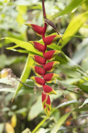 Hanging lobster claw Heliconia rostrata flowers in at La Sombra Ecolodge in San Luis Northern Nicaragua in Central America