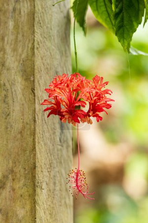 Hibiscus schizopetalus blüht im Garten der La Sombra Ecolodge in San Luis im Norden Nicaraguas in Mittelamerika