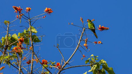 Téléchargez les photos : Perruche à front pourpre Aratinga funschi perroquet vert à tête rouge au sommet des arbres à La Sombra Ecolodge à San Luis Nord du Nicaragua en Amérique centrale - en image libre de droit