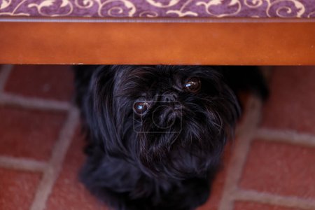 Téléchargez les photos : Bruxelles Griffon chien se cachant sous la chaise regardant inquiet - en image libre de droit