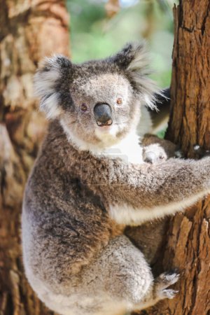 Téléchargez les photos : Mère et bébé koala grimpant arbre d'eucalyptus australien - en image libre de droit
