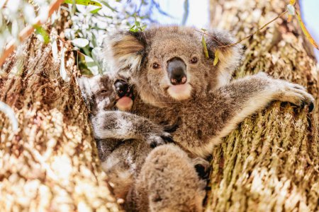 Téléchargez les photos : Mère et bébé koala assis ensemble dans l'eucalyptus australien - en image libre de droit