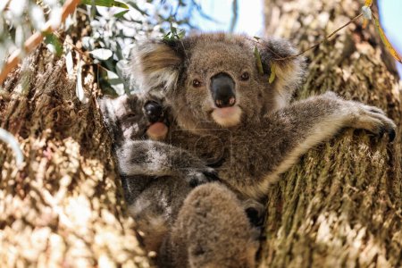 Foto de Madre y bebé koala sentados juntos en el eucalipto australiano - Imagen libre de derechos
