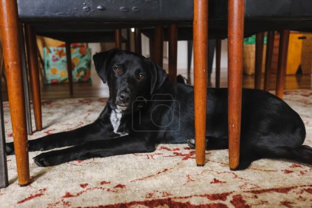 Téléchargez les photos : Kelpie noir x Labrador posé à l'intérieur sous la table de cuisine - en image libre de droit